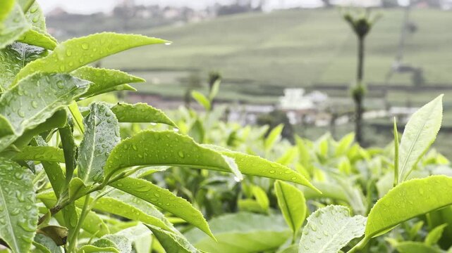 Close-up Full HD footage of fresh green tea leaves with water droplets in soft morning light, showing tender shoots, texture and plantation freshness for agriculture, beverage and nature background.