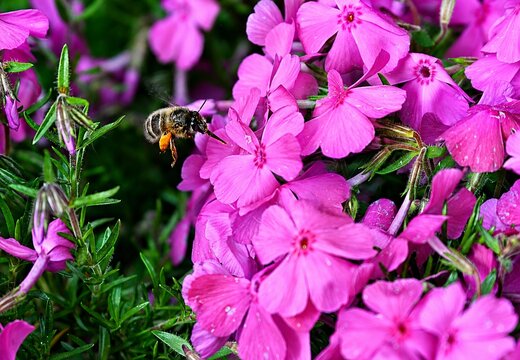 S&auml;gehornbiene im Anflug auf bl&uuml;henden Kissenflox