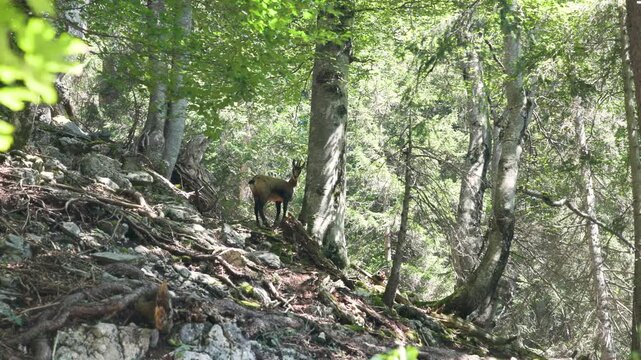 Alpine chamois, a goat antelope, hiding in a forest in Austria