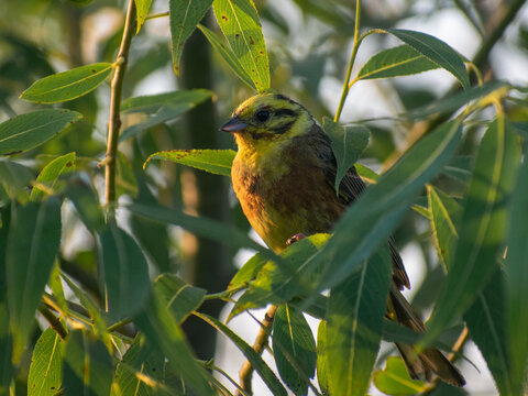 A vibrant yellowhammer bird perches on a leafy tree branch under a clear blue sky, holding a small insect in its beak