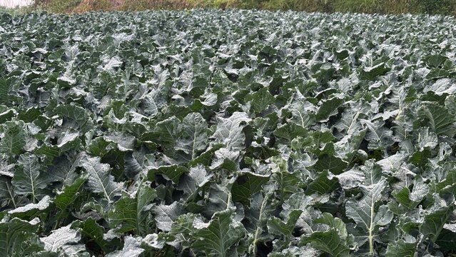 Top view of fresh green scallions and bok choy plants cultivated together in intercropping agricultural field