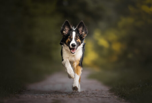 border collie dog