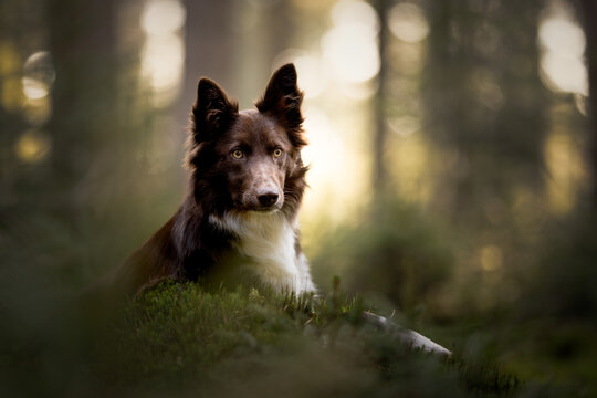 portrait of a dog