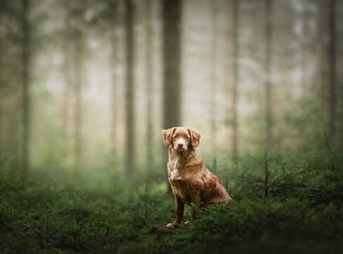 retriever dog