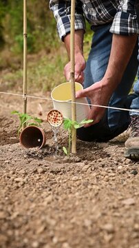 Close-up of a farmer's hands watering a tomato plant in an organic field with an old metal watering can. Garden work in spring. Traditional agriculture. Footage.