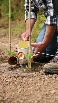 Close-up of a farmer's hands watering a tomato plant in an organic field with an old metal watering can. Garden work in spring. Traditional agriculture. Footage.