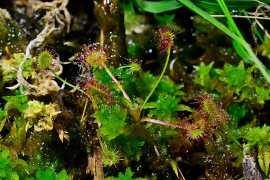 Rundbl&auml;ttriger Sonnentau // round-leaved sundew (Drosera rotundifolia)