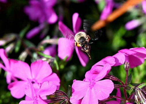 S&auml;gehornbiene, Wildbiene &uuml;ber Kissenflox