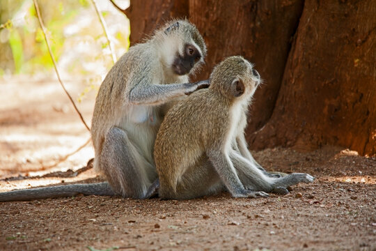 Vervet Monkeys Cercopithecus aethiops grooming 10773