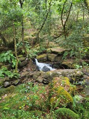 stream in the forest © Olha 