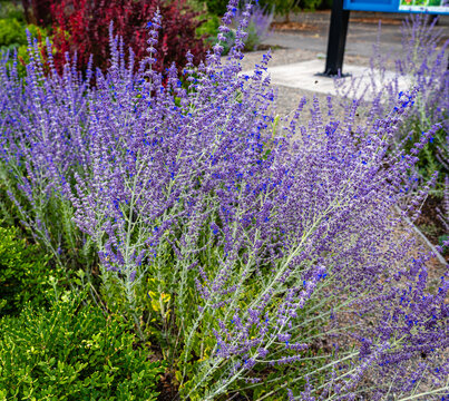 South Seattle Blue Flowers