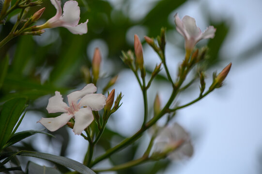 White Oleander Nerium oleander Flower Cluster with Pink-Edged Petals and Dark Green Foliage