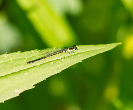 Fragile Forktail