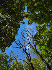 Fototapeta premium forest life cycle, life and decay, deadwood habitat, woodland ecology, environmental change, natural contrast, biodiversity, looking upward, forest canopy, ecological education, conservation article