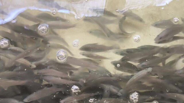 A close-up video of juvenile fish swimming in an aquaculture nursery tank with aeration bubbles. The footage illustrates hatchery production, fingerling nursing, fish farming, and sustainable aquacult