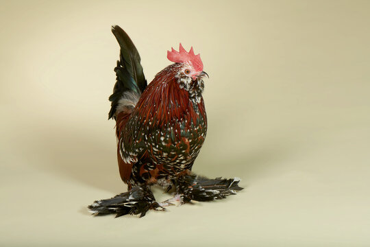 A Belgian Barbu Duccle Millefleur Male Chicken