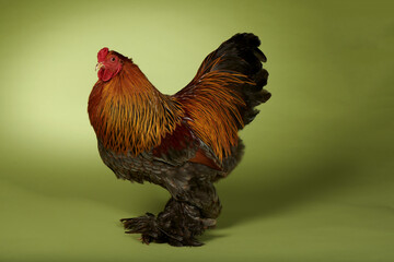 A Brahma Blue Partridge Male Chicken © Andrew Perris