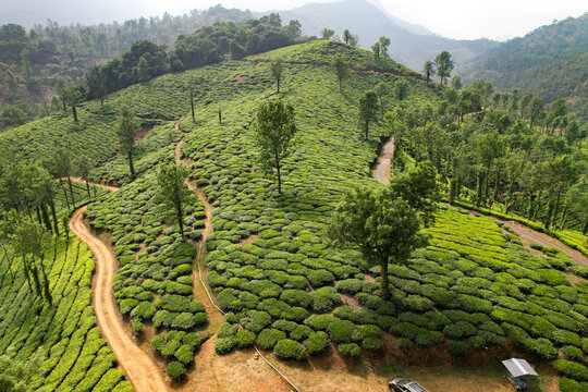 Aerial view of lush green tea plantations covering the rolling hills with winding dirt paths and scattered trees in Vythiri, Kerala, India.