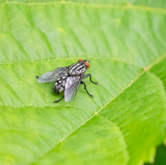 Common Flesh Fly © Brian Martel