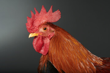 Welsummer Bantam Male Chicken Portrait Close Up © Andrew Perris