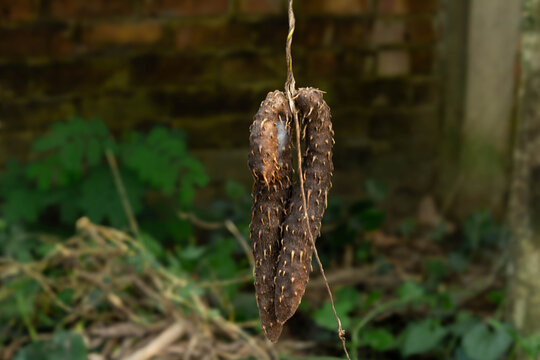 Spiky Aerial Tubers Of Dioscorea Bulbifera Hanging Vertically On A Vine