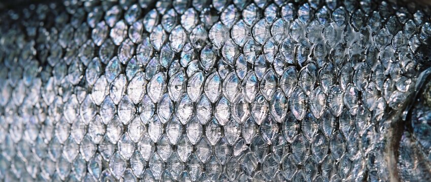 Close up view of reflective silvery fish scales forming intricate geometric pattern with natural light shimmering on iridescent texture