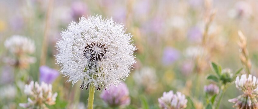 Close up view of fluffy dandelion puffball covered in sparkling dew drops in a soft focus meadow with clover flowers