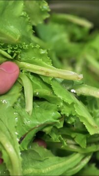 Leafy Greens and Cyclospora Contamination Food Recall Concept