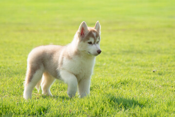 Copper and white Siberian Husky puppy walking proudly on green grass field. © lalalululala