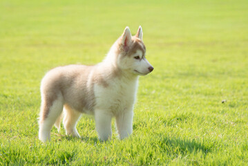 Side view of copper and white Siberian Husky puppy standing proudly on green grass looking forward. © lalalululala