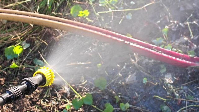 Spraying plants with a hand garden sprayer in a vegetable garden, treating green leaves with protective solution against pests and diseases or foliar feeding, plant care and protection, straw mulch on