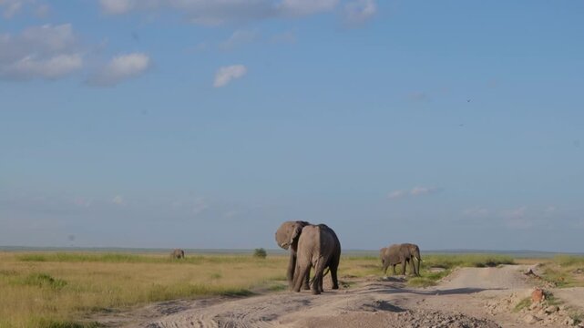 African elephants walking along a dusty track in Amboseli