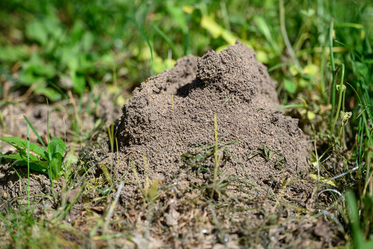 Raised mound of soil created by ants in the grass.