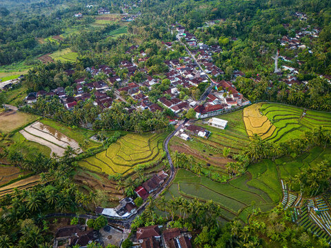 Aerial view of Kayuwangi village surrounded by lush green rice terraces, tropical palm trees, and traditional houses in Banyubiru, Central Java, Indonesia.
