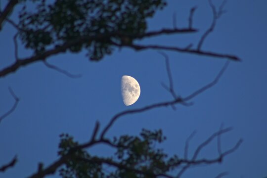 moon in the forest