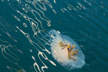 Fried egg jellyfish or egg-yolk jellyfish, Phacellophora camtschatica, near Vancouver Island, BC © Andrea Kuipers