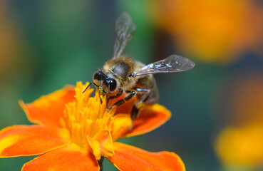 Buzzing at the blossom, a honeybee dances gracefully among the vibrant petals of a marigold flower in a lush garden setting on a sunny afternoon © Михаил Шорохов