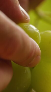 Red grape, spanish supermarket food, Close-up green grape cluster on vine in the vineyard. Stock Photo