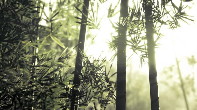 Sunlit bamboo grove with soft bokeh, gentle backlit stalks and dew kissed leaves, tranquil mood for meditation retreat, photographer scouting composition, warm