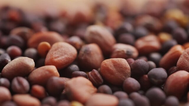 Different microgreens seed seeds salad broccoli arugula isolate on white background. Selective focus. Nature.