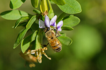 Honeybee collecting nectar from purple flower under bright sunlight in a lush garden © Михаил Шорохов
