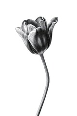 Naklejka premium Detailed monochrome tulip illustration on white background.