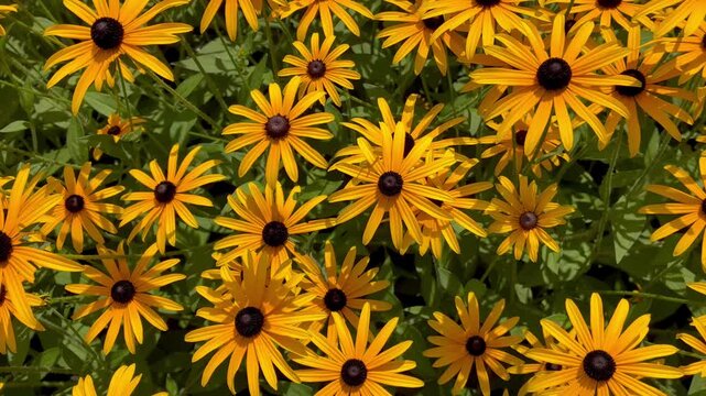 Bright yellow and orange Black-eyed Susan flowers blooming in a lush garden, close-up view