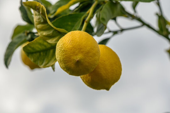 Lemon trees thrive beneath a cloudy sky, showcasing ripe fruit ready for harvest in early afternoon