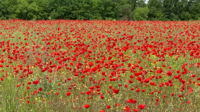 Poppy field with wildflowers &mdash; smooth left‑to‑right lateral move (4K)