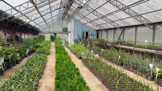 Rows of young plants growing inside a bright greenhouse, showcasing greenhouse farming and controlled agricultural cultivation