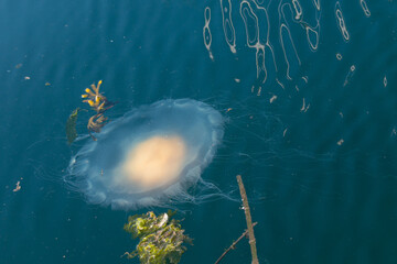 Egg-yolk jellyfish or fried egg jelly, Phacellophora camtschatica, near Vancouver Island, BC © Andrea Kuipers