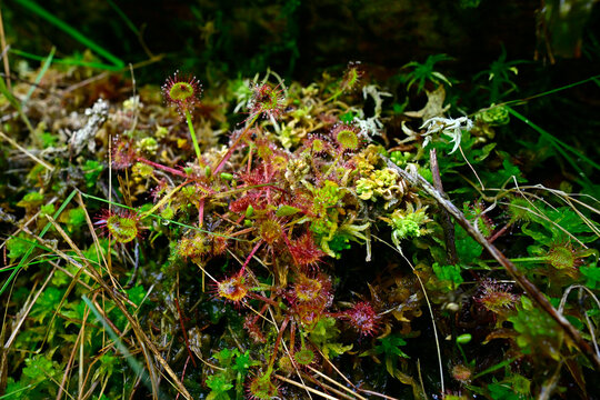 Round-leaved sundew // Rundbl&auml;ttriger Sonnentau (Drosera rotundifolia)
