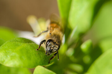 Busy bee gathers nectar from vibrant green leaves in serene garden setting © Михаил Шорохов