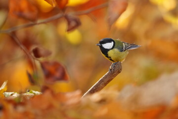Naklejka premium A great tit in a colorful autumn forest. Parus major. A colorful titmouse in the nature habitat. 